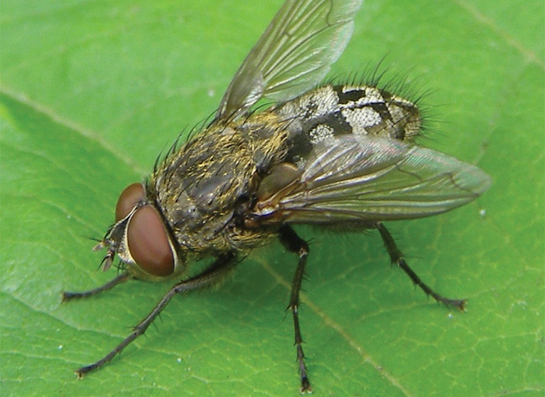 Cluster fly Cluster fly